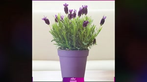 سفارش گیاه لاواندولا تازه و معطر