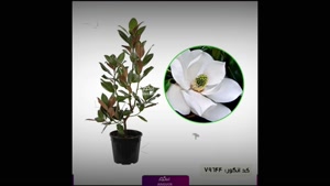 سفارش مگنولیا لوکس