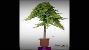 سفارش کاج ستاره‌ای پیوندی خاص