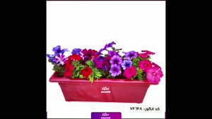 سفارش گل اطلسی رنگین