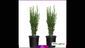 سفارش درختچه آیلکس همیشه‌سبز