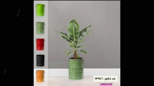 سفارش درخت موز خانگی 