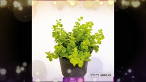 سفارش لیزوماکیا شیک