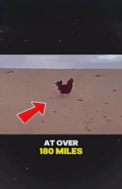 جدال