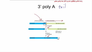 پردازش RNA قسمت دوم (نهایی)