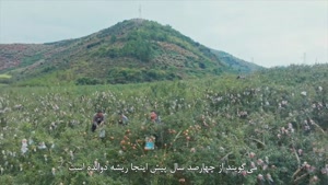 مستند «داستان انار» - قسمت سوم
