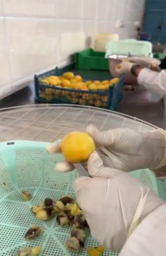 خشک کردن پر زردآلو با دستگاه خشک کن صنعتی اسوه 09138900047