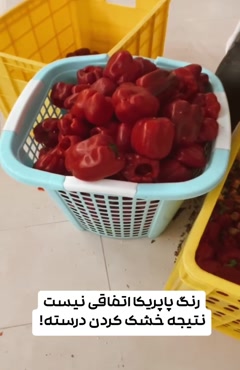 خشک کردن پاپریکا با دستگاه خشک کن استخری 09138900047