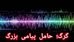 گرگ؛ حامل پیامی بزرگ