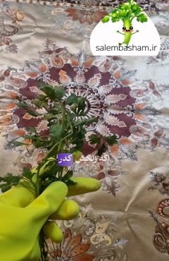 راز تشخیص سبزی تازه که فروشنده‌ها نمیگن! 😉