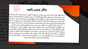 زغال چینی رکورد؛ بهترین انتخاب برای قلیان و باربیکیو