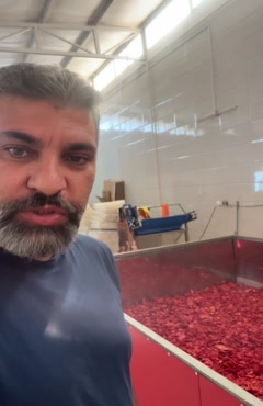 خشک کردن گوجه انبوه در دستگاه خشک کن استخری خوراک کشاورز هاس