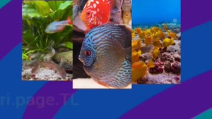 دنیای زیر آب