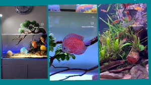 ماهی های آکواریومی آب شیرین مرداد۱۴۰۵