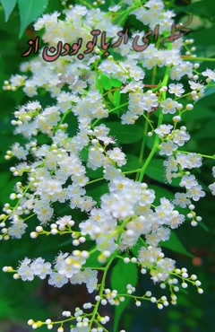 سلام صبح بخیر عاشقانه برای عشقم