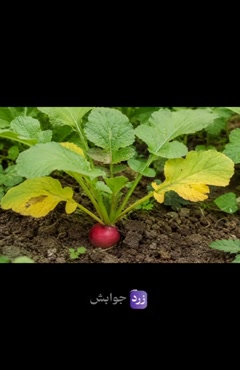 مگه همه برگ‌های تربچه از یک ریشه نیستن؟ پس چرا بعضیا زرد می‌