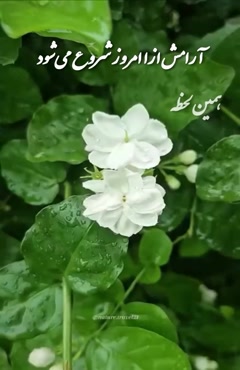 درود روزتان سرشار از زندگی/صبح بخیر زیبا