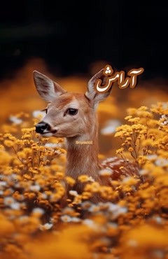 درود لحظه هایتان آرام /کلیپ صبح بخیر با کلاس