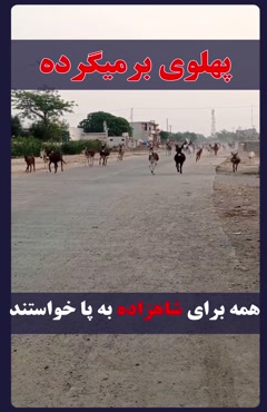 👑همه برای شاهزاده به پا خواستند 