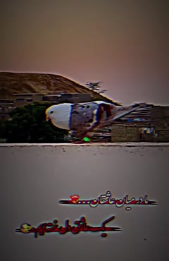 استاد